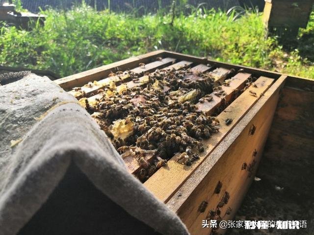 换新蜂箱什么时候好