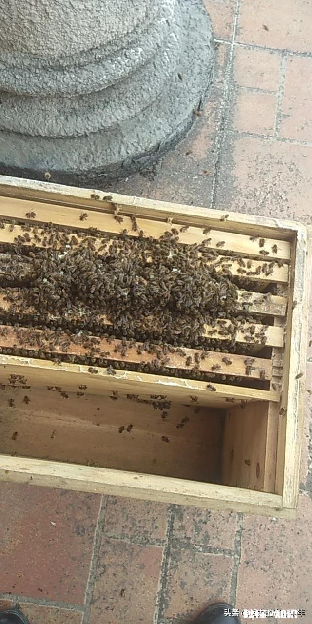 换新蜂箱什么时候好