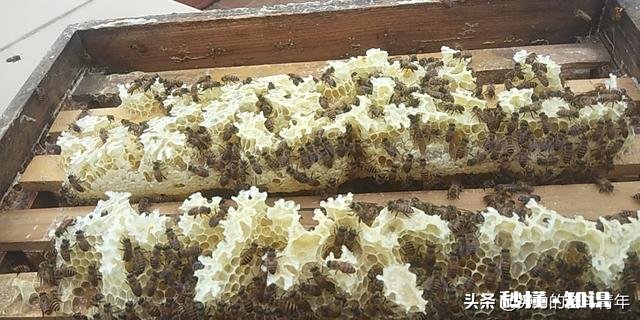 换新蜂箱什么时候好