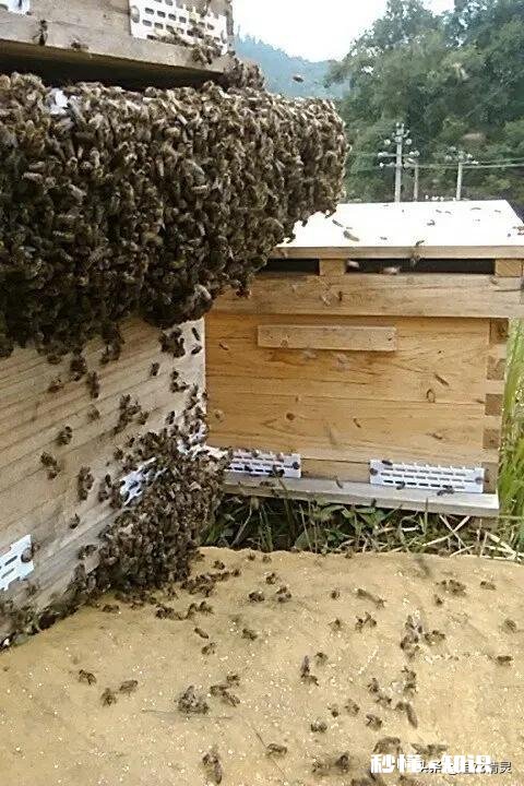 换新蜂箱什么时候好