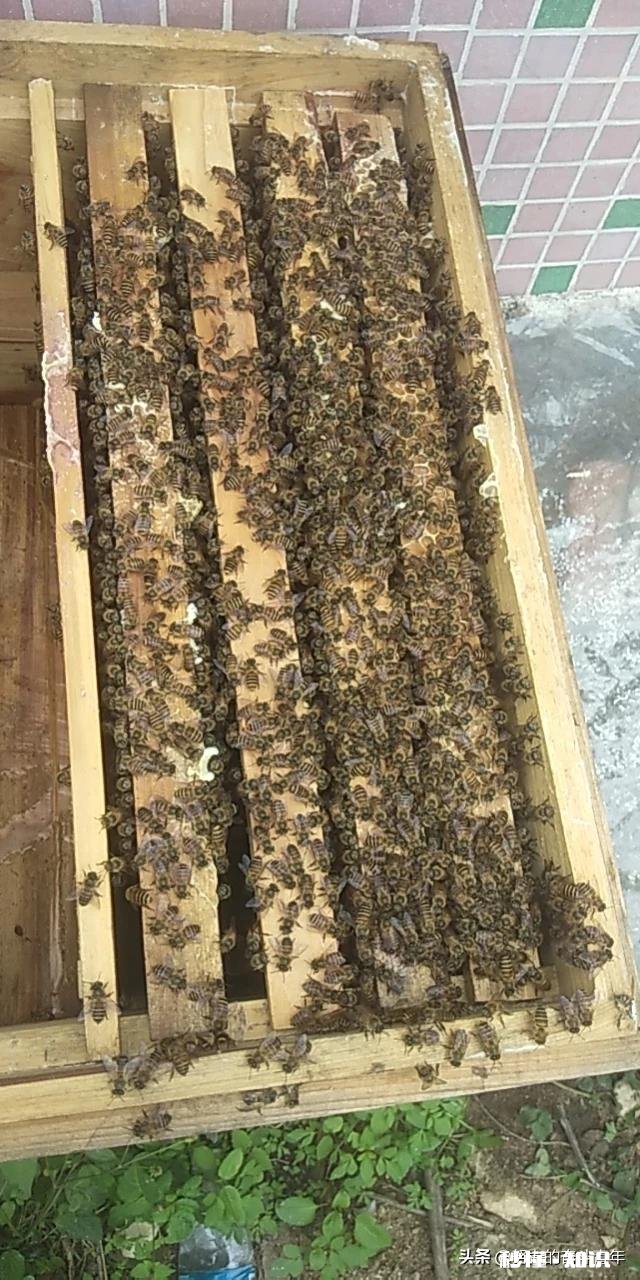 换新蜂箱什么时候好