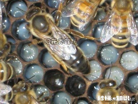 换新蜂箱什么时候好