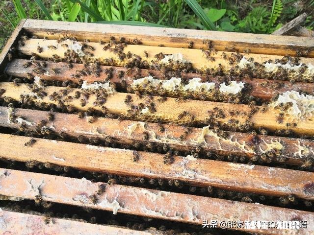 换新蜂箱什么时候好