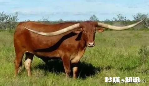 牧童是一个什么样的人