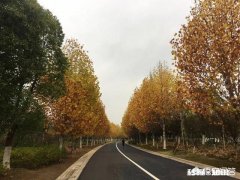 诺言就是远方的云，飘过去的是过往，落下的雨，你觉得呢