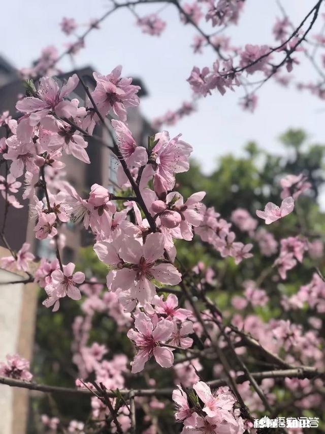 诺言就是远方的云,飘过去的是过往,落下的雨,你觉得呢
