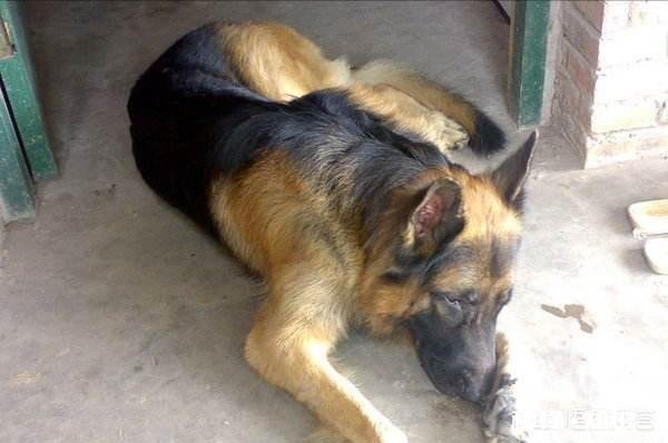 德牧吃了生肉后拉稀不成形,必须要吃药吗