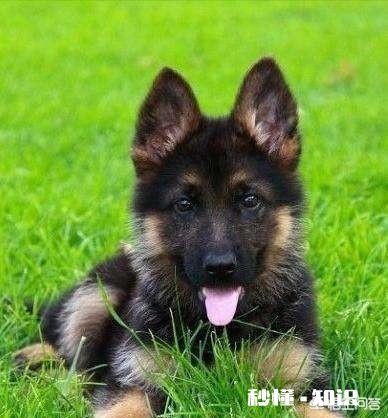 德牧吃了生肉后拉稀不成形,必须要吃药吗