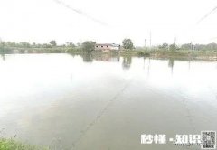 20亩的鱼塘养什么鱼好，一年大概利润多少