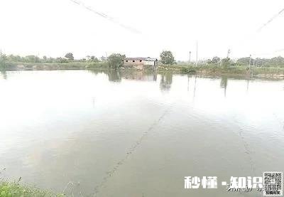 20亩的鱼塘养什么鱼好,一年大概利润多少