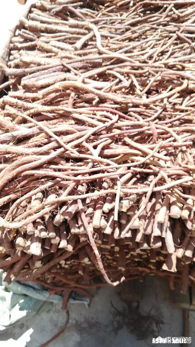 青少年可以喝当归黄芪西洋参泡水吗