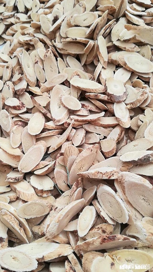 青少年可以喝当归黄芪西洋参泡水吗