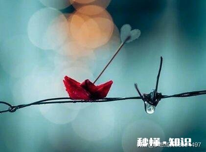 爱错了一个人和错过了一个人哪个更加遗憾