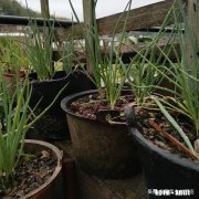 不结种的葱叫什么品种如何种植才好呢