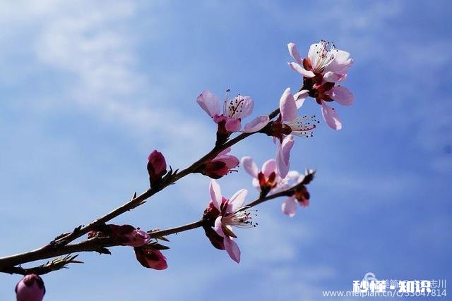拍摄花卉如何体现色彩之美