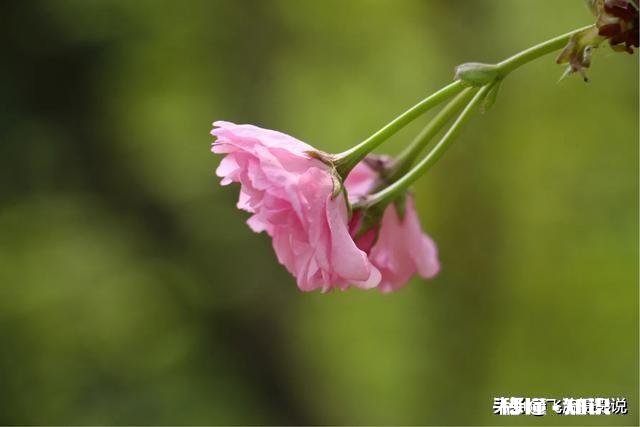 拍摄花卉如何体现色彩之美