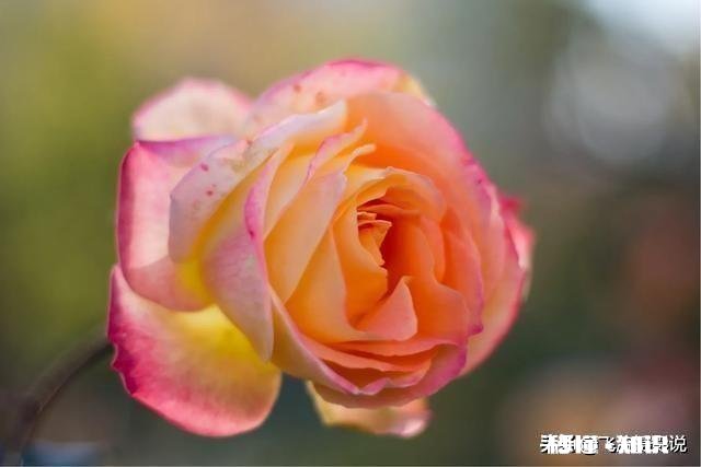 拍摄花卉如何体现色彩之美