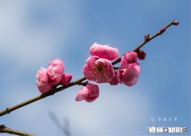 拍摄花卉如何体现色彩之美