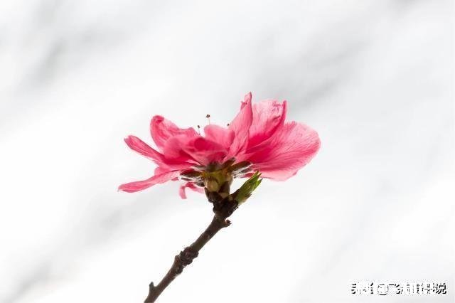 拍摄花卉如何体现色彩之美