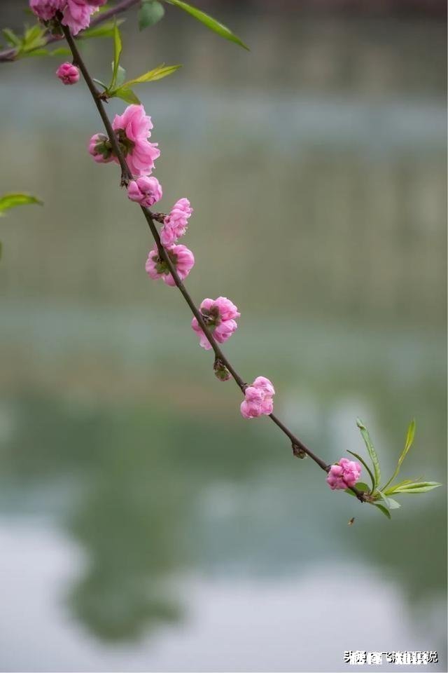 拍摄花卉如何体现色彩之美