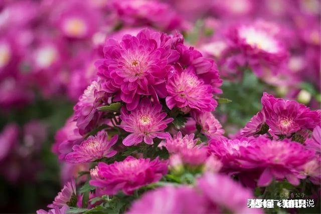 拍摄花卉如何体现色彩之美