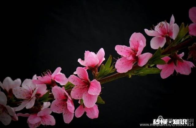 拍摄花卉如何体现色彩之美