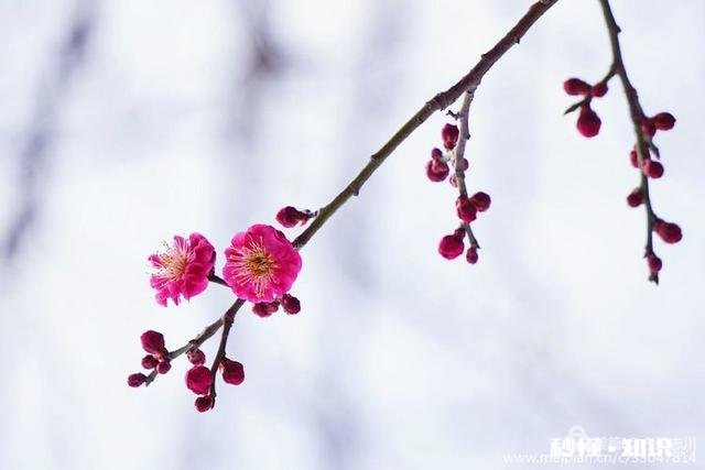 拍摄花卉如何体现色彩之美