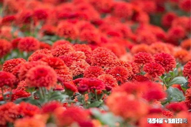 拍摄花卉如何体现色彩之美