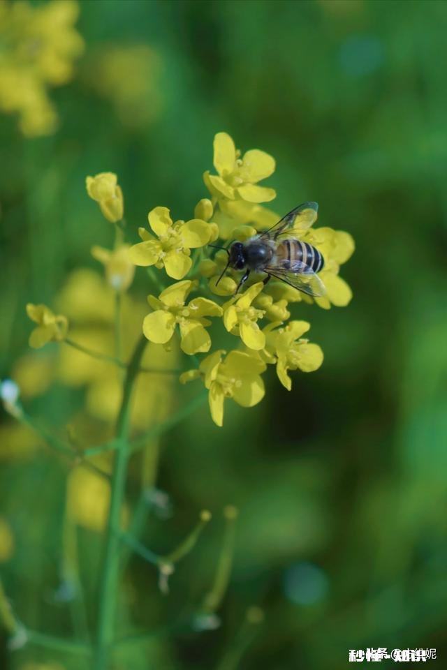 拍摄花卉如何体现色彩之美