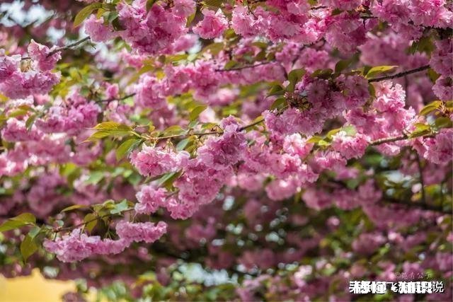 拍摄花卉如何体现色彩之美