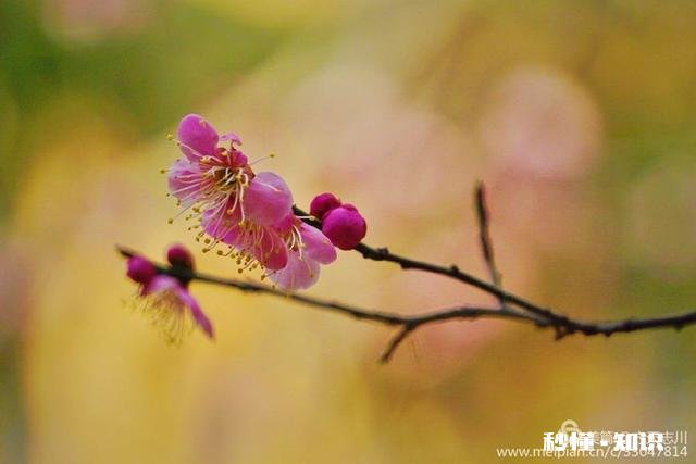 拍摄花卉如何体现色彩之美