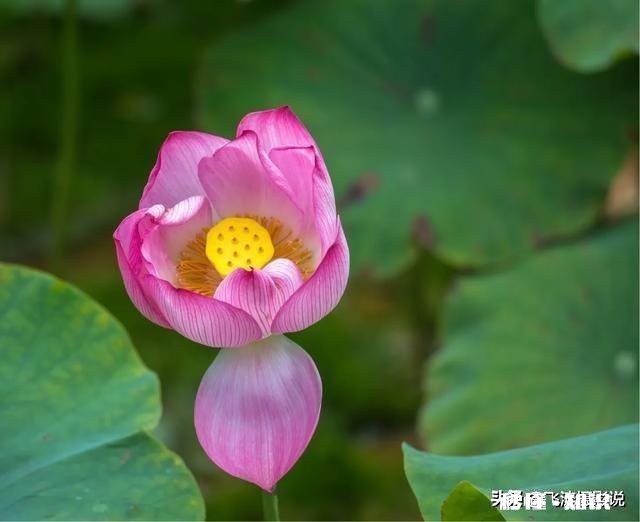 拍摄花卉如何体现色彩之美