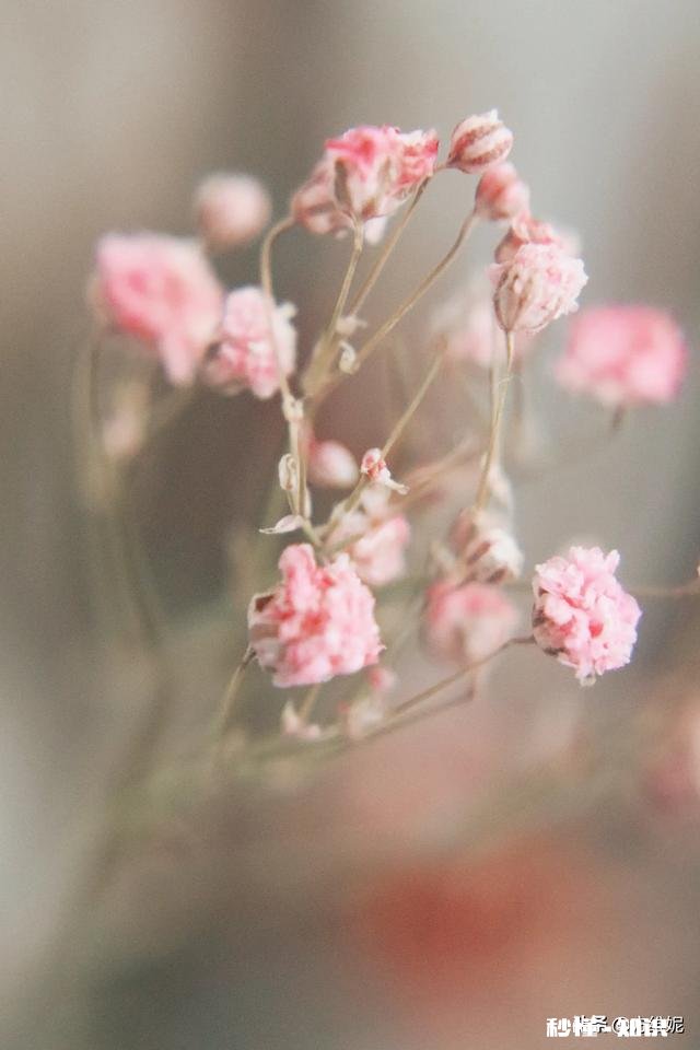 拍摄花卉如何体现色彩之美