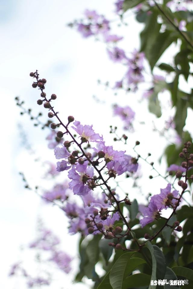 拍摄花卉如何体现色彩之美