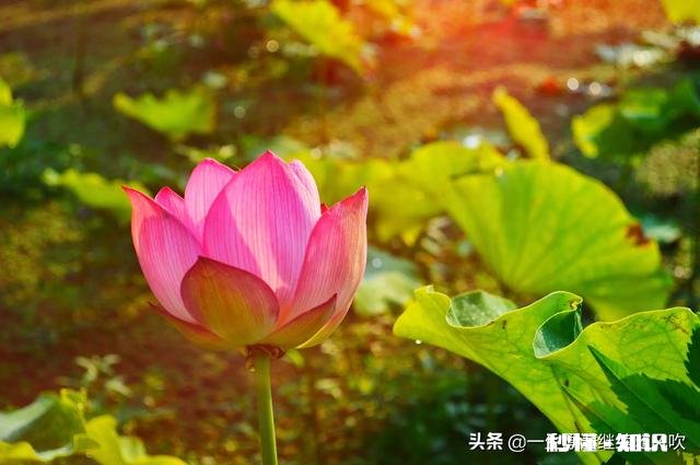 拍摄花卉如何体现色彩之美