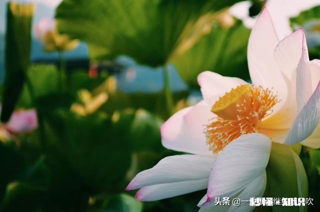 拍摄花卉如何体现色彩之美