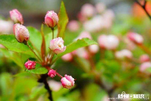 拍摄花卉如何体现色彩之美