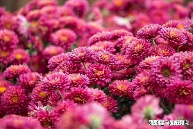 拍摄花卉如何体现色彩之美