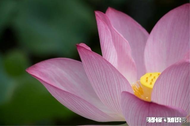 拍摄花卉如何体现色彩之美