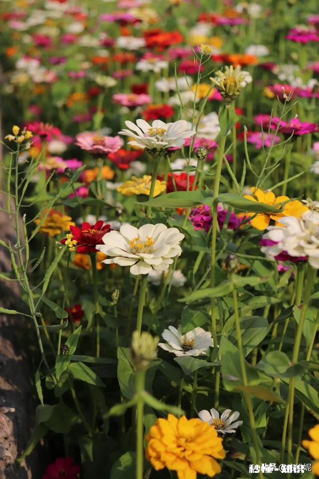 拍摄花卉如何体现色彩之美