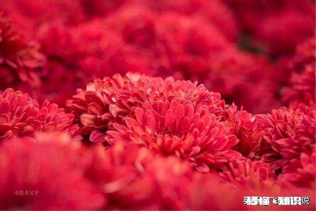 拍摄花卉如何体现色彩之美