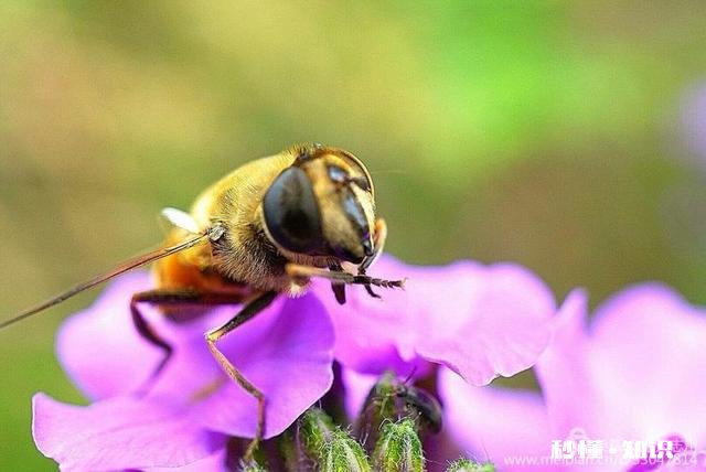 拍摄花卉如何体现色彩之美
