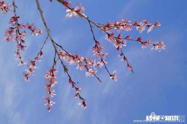 拍摄花卉如何体现色彩之美