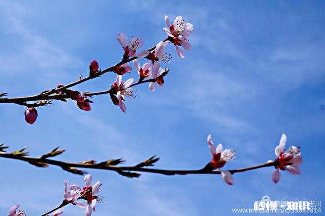 拍摄花卉如何体现色彩之美