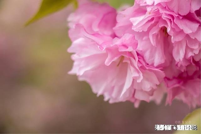 拍摄花卉如何体现色彩之美