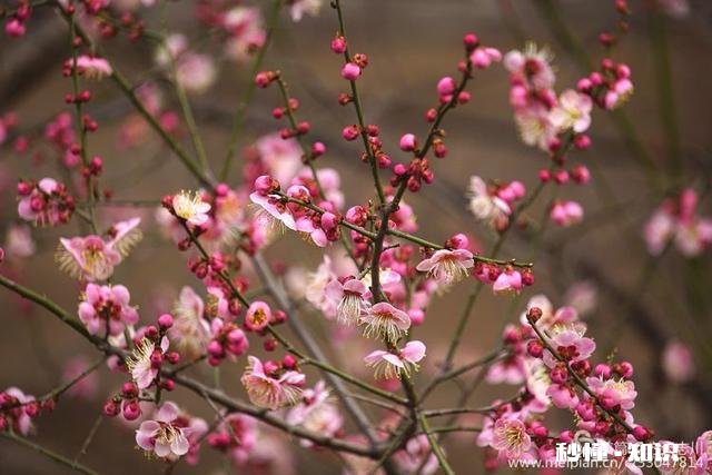 拍摄花卉如何体现色彩之美