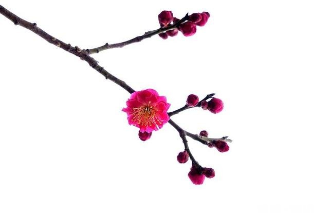 拍摄花卉如何体现色彩之美