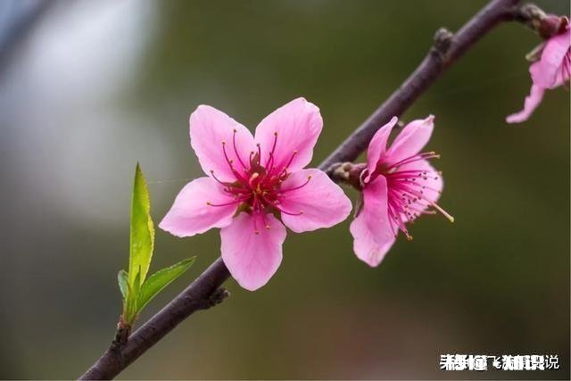 拍摄花卉如何体现色彩之美