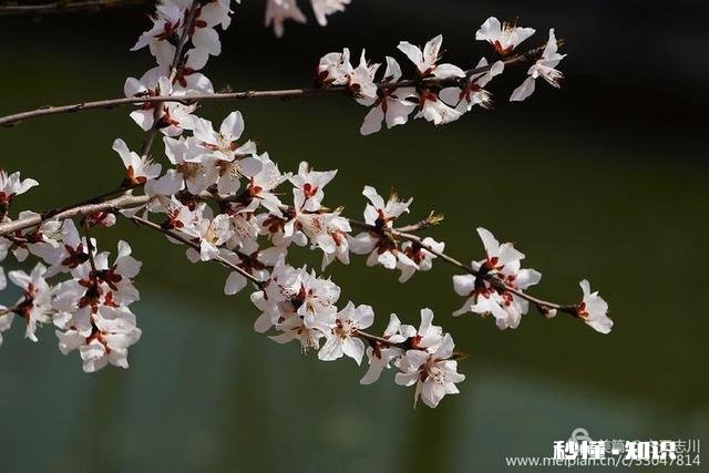 拍摄花卉如何体现色彩之美