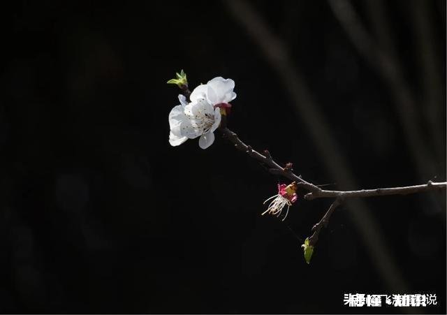 拍摄花卉如何体现色彩之美